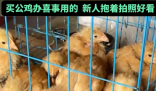 男子網購20只被閹公雞全下蛋了 實在太崩潰了