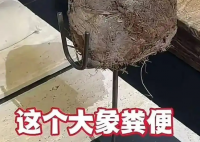 上海人均3888吃象糞甜品餐廳已停業 事件始末2025最新消息