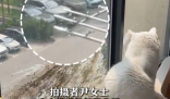 小鳥與貓咪結仇隔窗空投糞便 究竟是怎么回事？