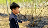 男子點燃楊柳絮引發火情被行拘 事件始末2025最新消息