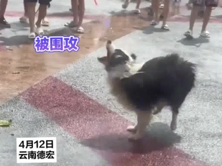 小狗在潑水節被潑到無力反抗 實在太崩潰了