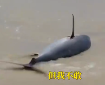 男子未捕擱淺金槍魚后悔失眠 實在太可惜了