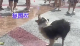 小狗在潑水節被潑到無力反抗 實在太崩潰了