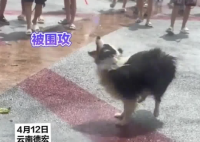 小狗在潑水節被潑到無力反抗 實在太崩潰了