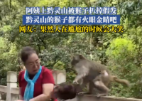 大媽逗黔靈山猴子玩被抓掉假發 實在太搞笑了