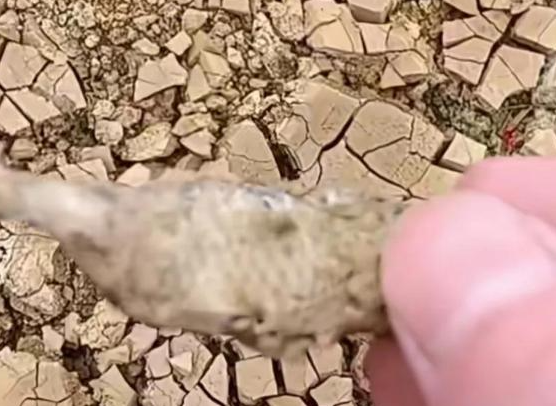 廣西貴港大旱 池塘干涸魚曬成魚干 為什么這么嚴重？