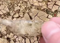 廣西貴港大旱 池塘干涸魚曬成魚干 為什么這么嚴重？