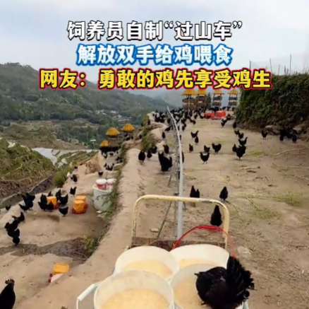 飼養員自制“過山車”給雞喂食 這也太霸氣了