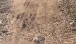 三姐妹給父上墳被炸死 大伯預埋炸藥 實在太恐怖了